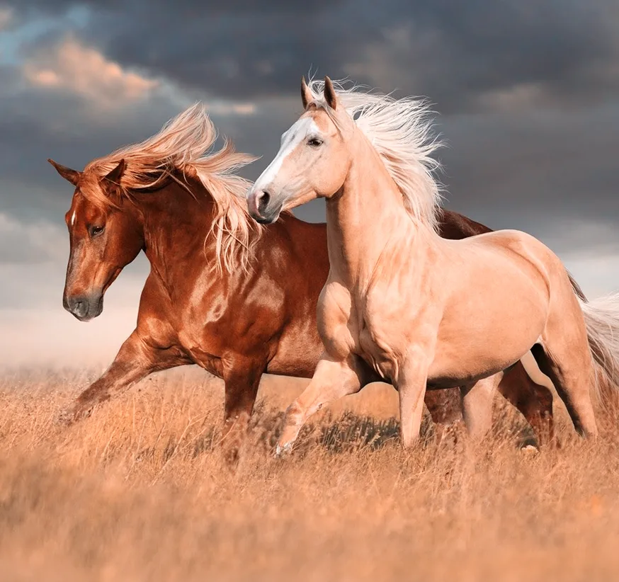 斗鱼tv